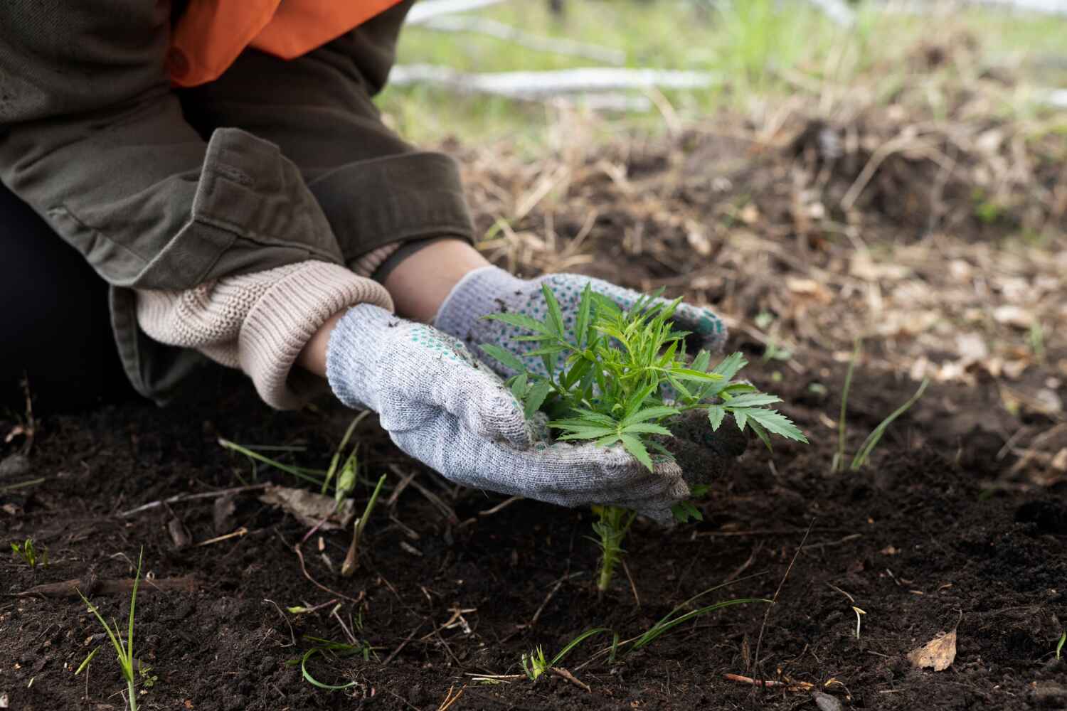 Reliable Seffner, FL Tree Service Solutions